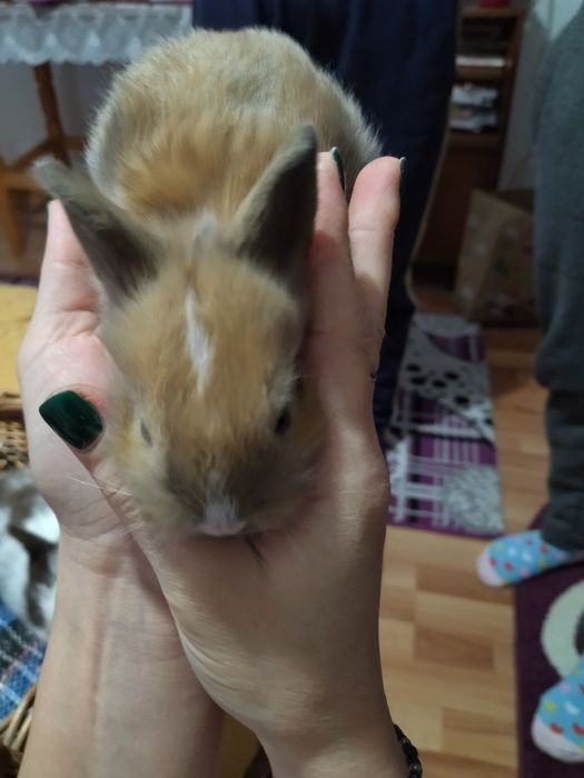 Iepurași cap de leu pt cadou