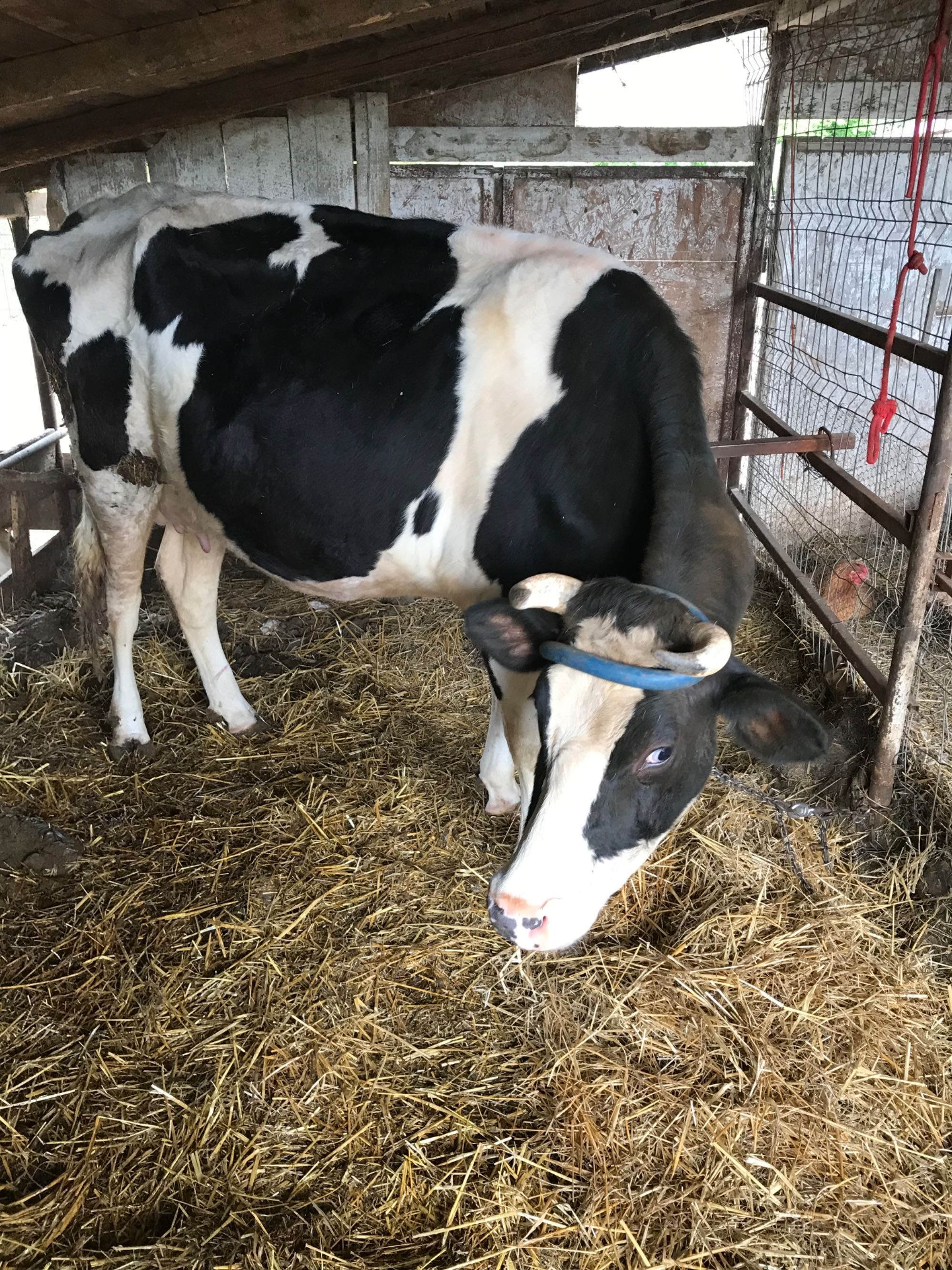 Vaca si vitea Holstein
