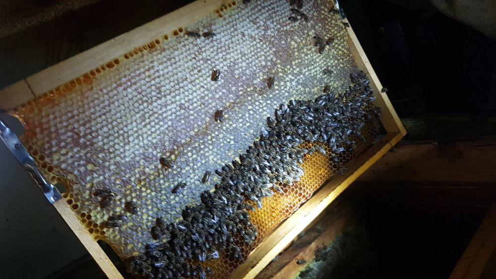 Пчелен мед букет,прополис(клей) и прашец Реколта 2024 г.