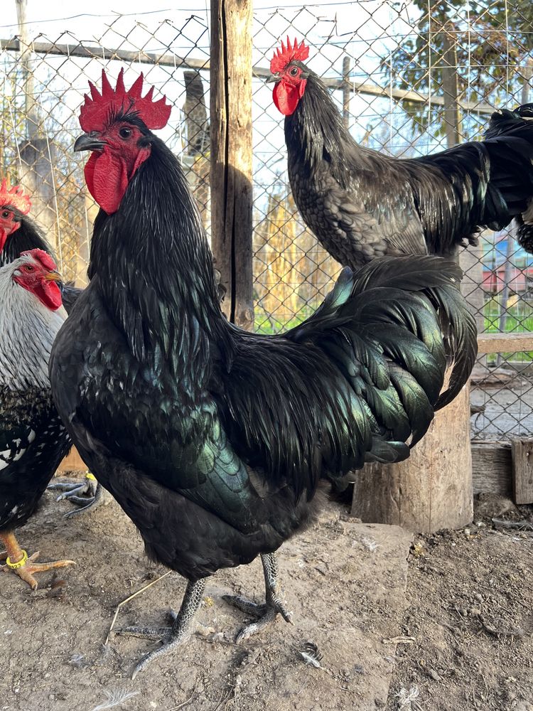 Cocosi Australorp negru si albastru exceptionali rasa pura 2023