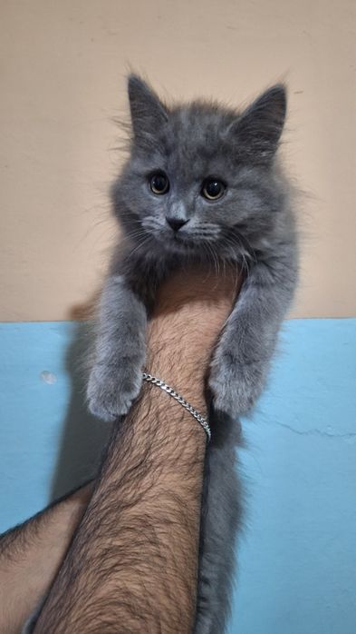 Skocht strayt 2 oylik