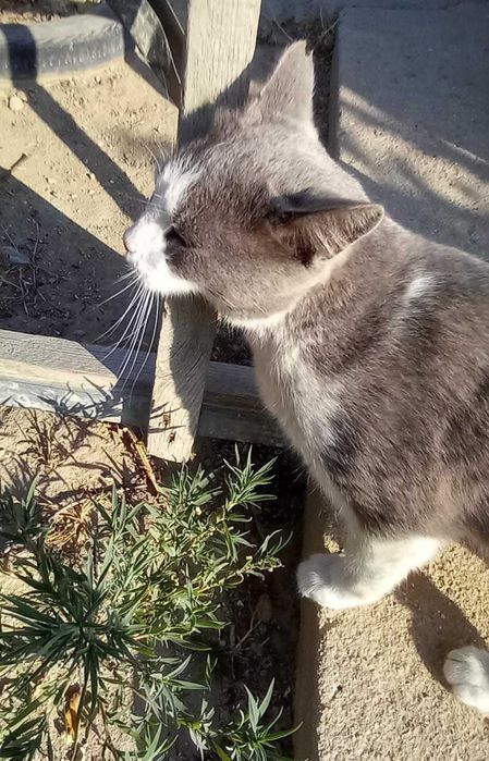 Кошка 2 года, в добрые руки