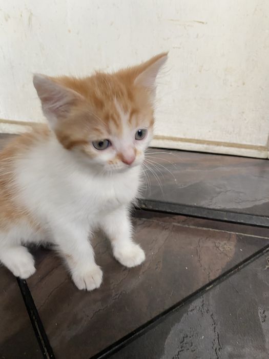 Подарявам 4 страхотни котенца.