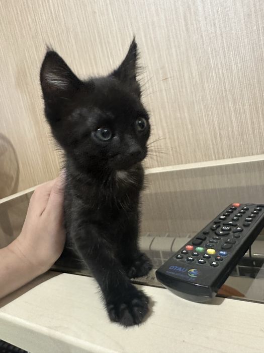 Отдам котят в хорошие руки