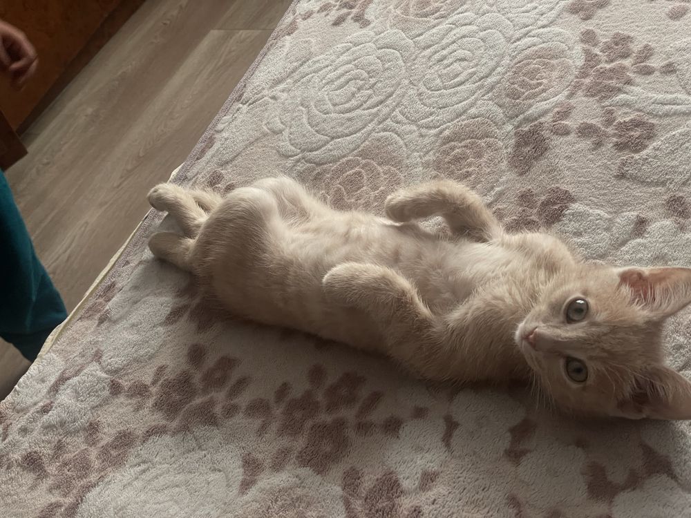 Котенок мысық кошка кот