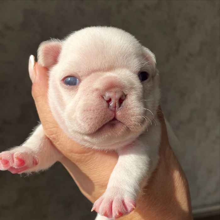 Французский бульдог