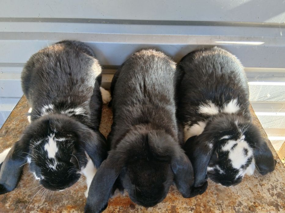 Vând iepuri uriaș de Transilvania