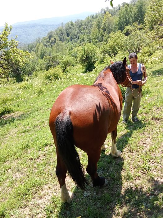 Cal cu căruță și hamuri