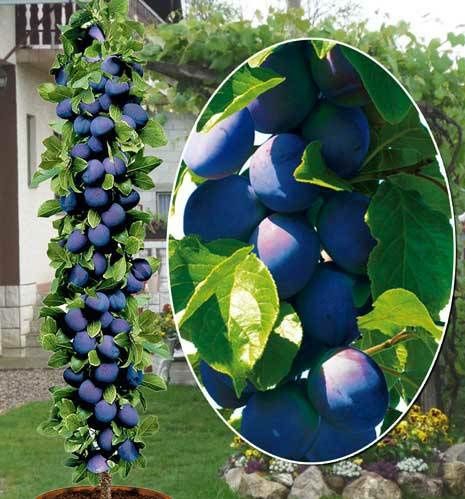 Pomi Fructiferi Columnari (PRUN )