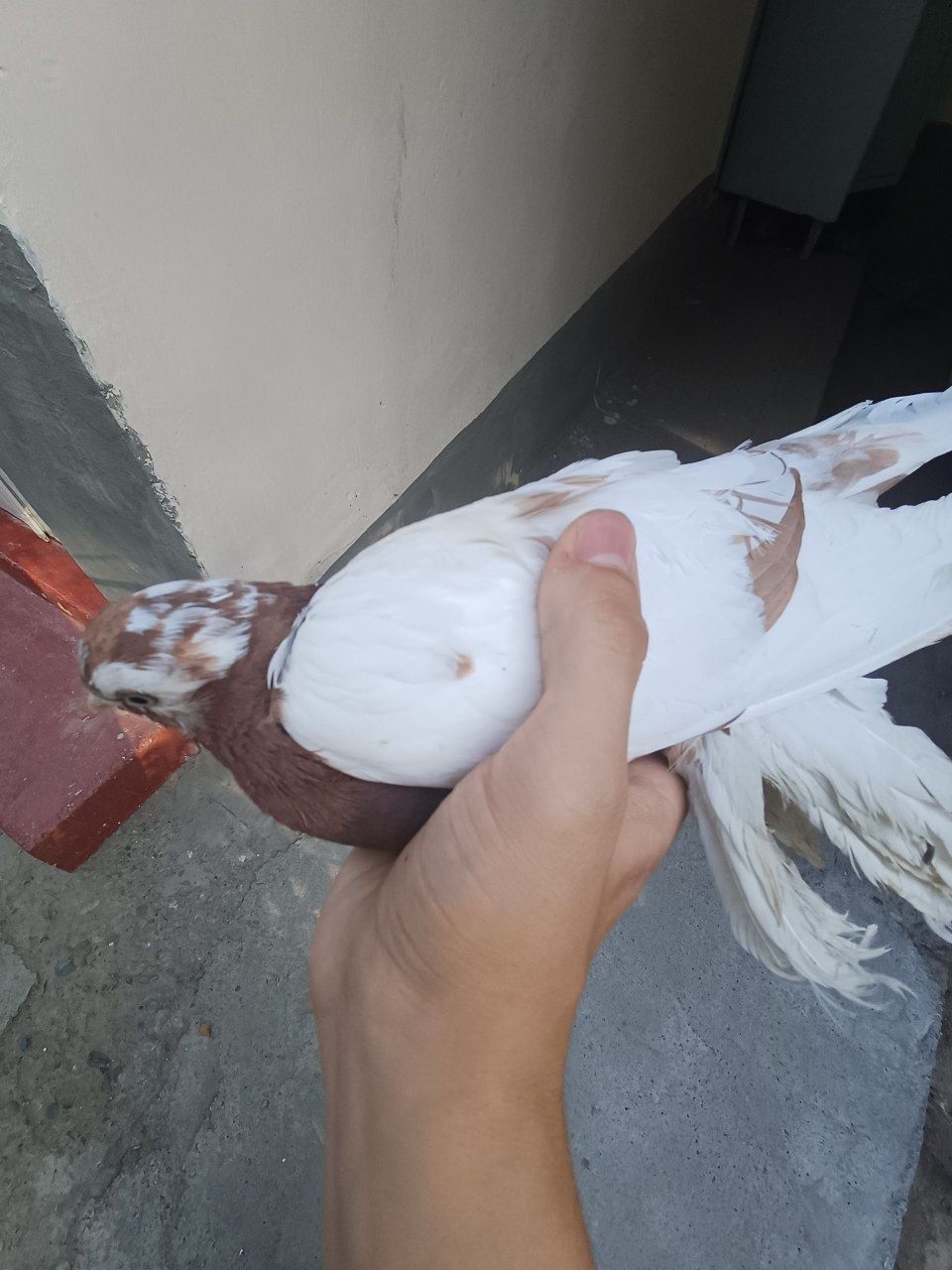 Узбекский голубь