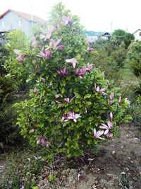 Magnolia tuia brazi gazon rulou