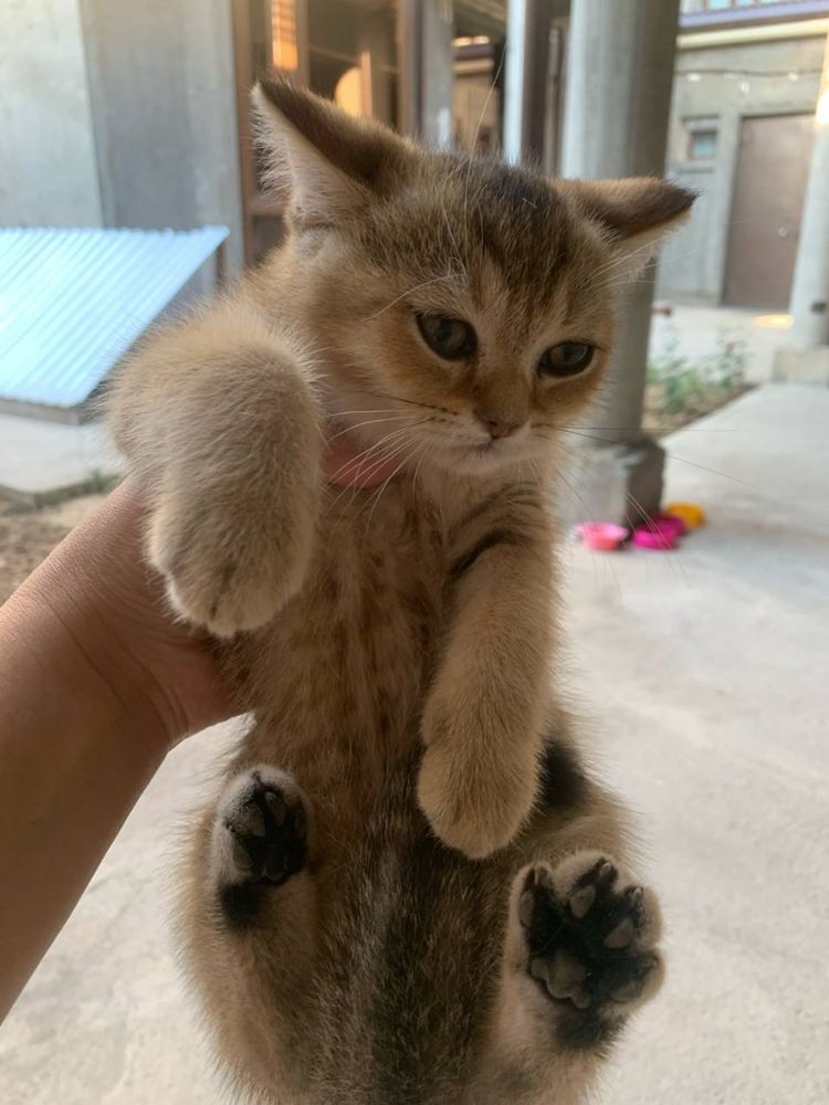 Скотиш страйт скотиш фолд