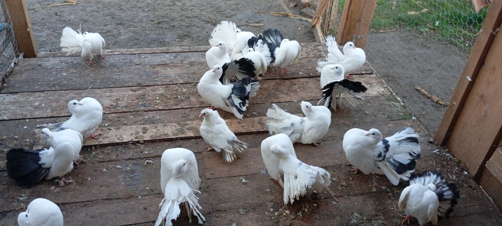 Porumbei voltați coada neagra/albi