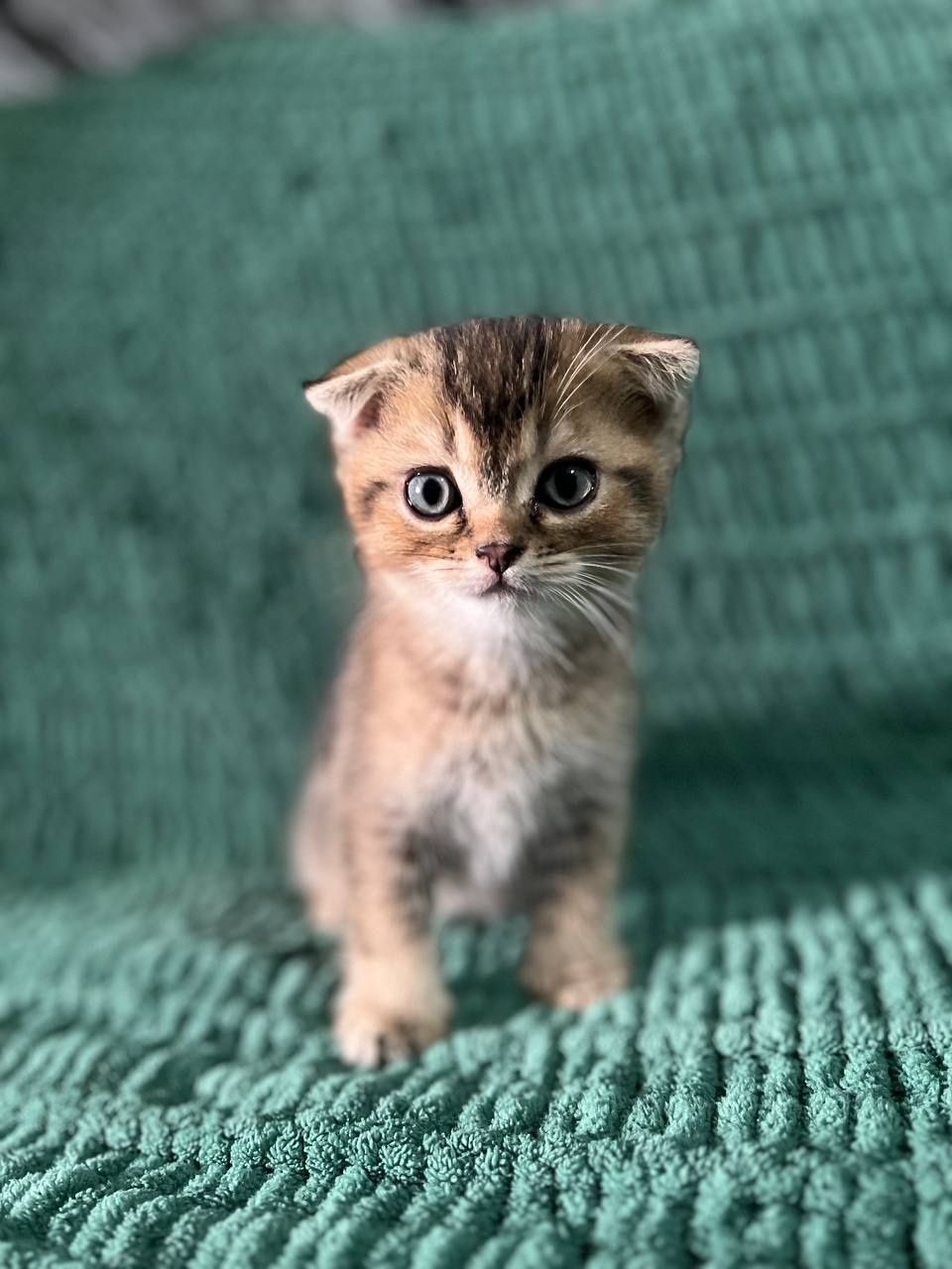 Котята золотая шиншилла