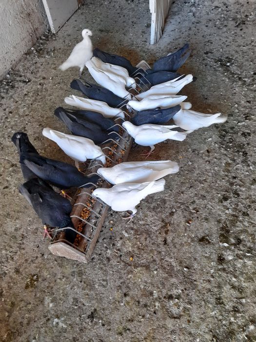 Vînd porumbei voiajori germani de ftumusețe