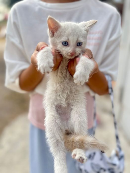 Котята в добрые руки Белые