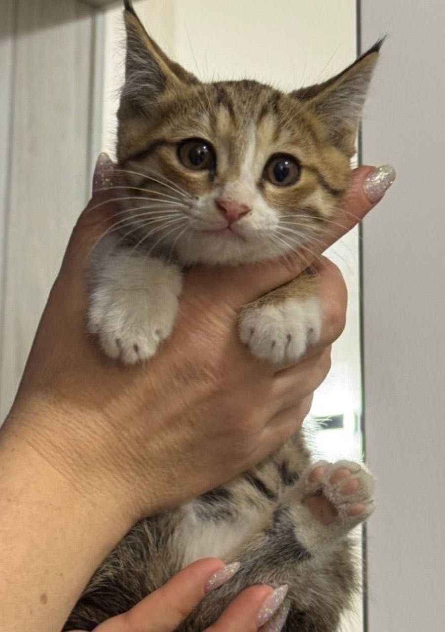 Котята в хорошие руки