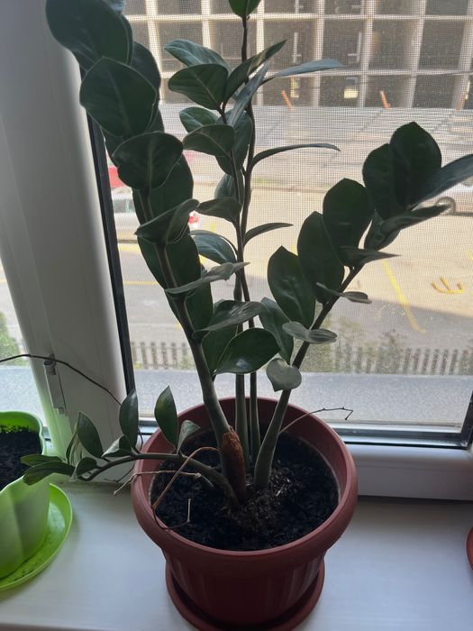 Комнатное растение