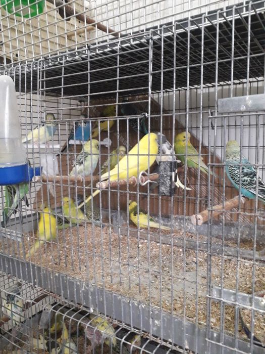 Vând perusi, forpus,kakariki