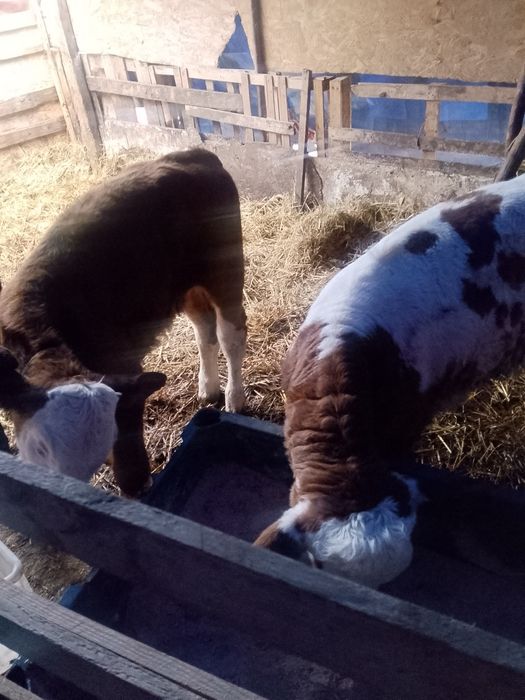 Vand viței antercati și de lapte