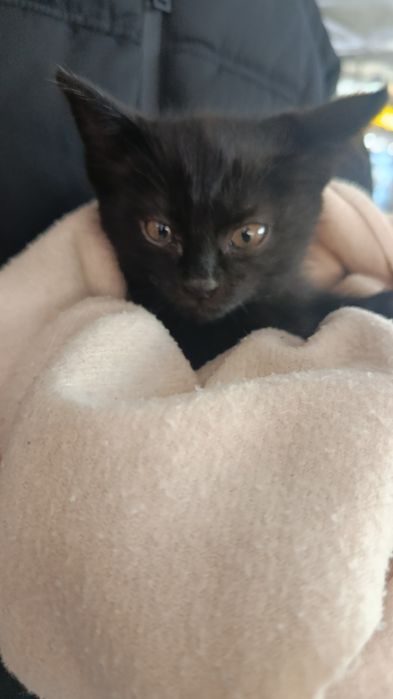 Ищем дом для котёнка