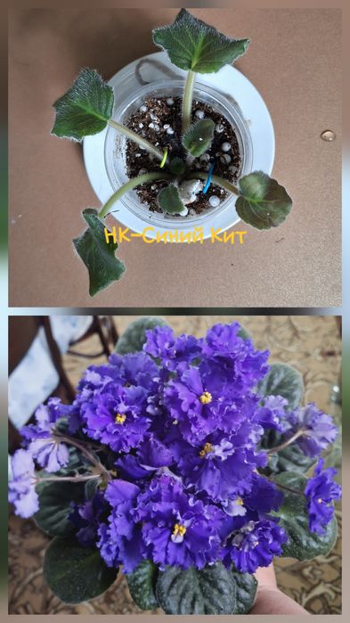 Детки от сортовых сенполий