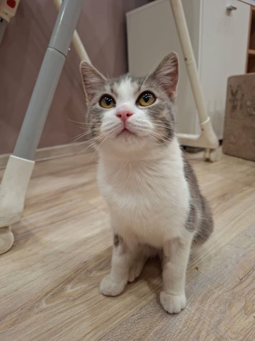 Ищем дом для кошки