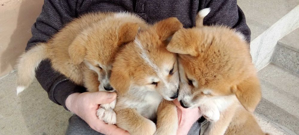 Продавам кученца Акита