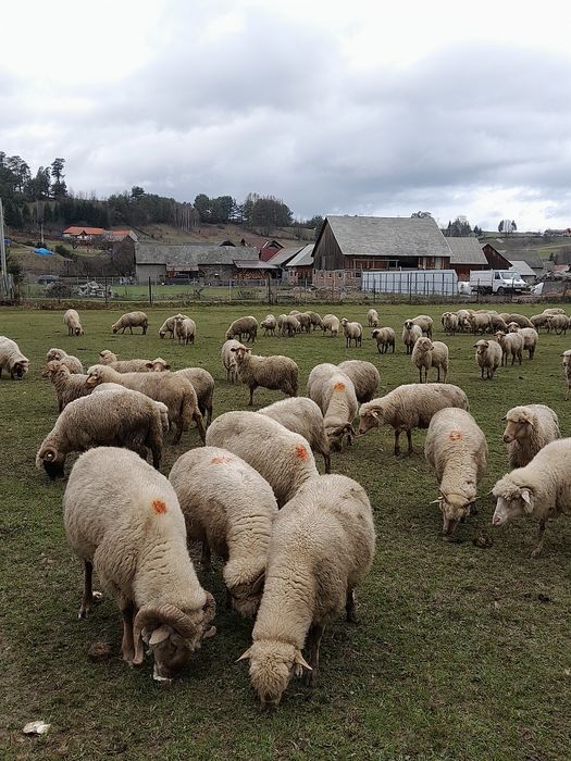 35 de oi de vânzare