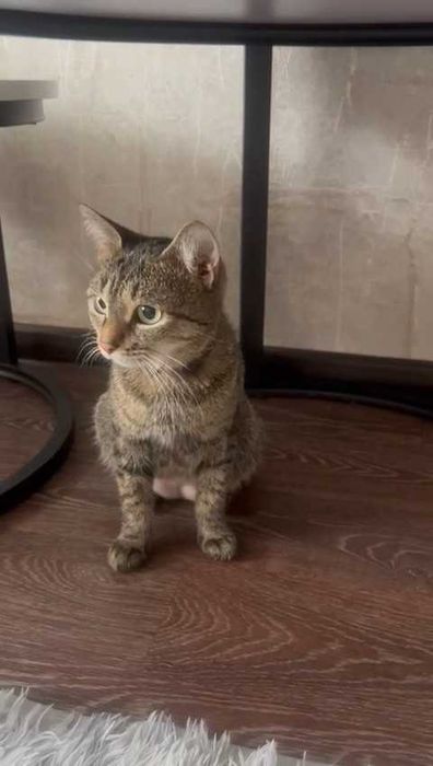 Кошечке нужен дом! Срочно!