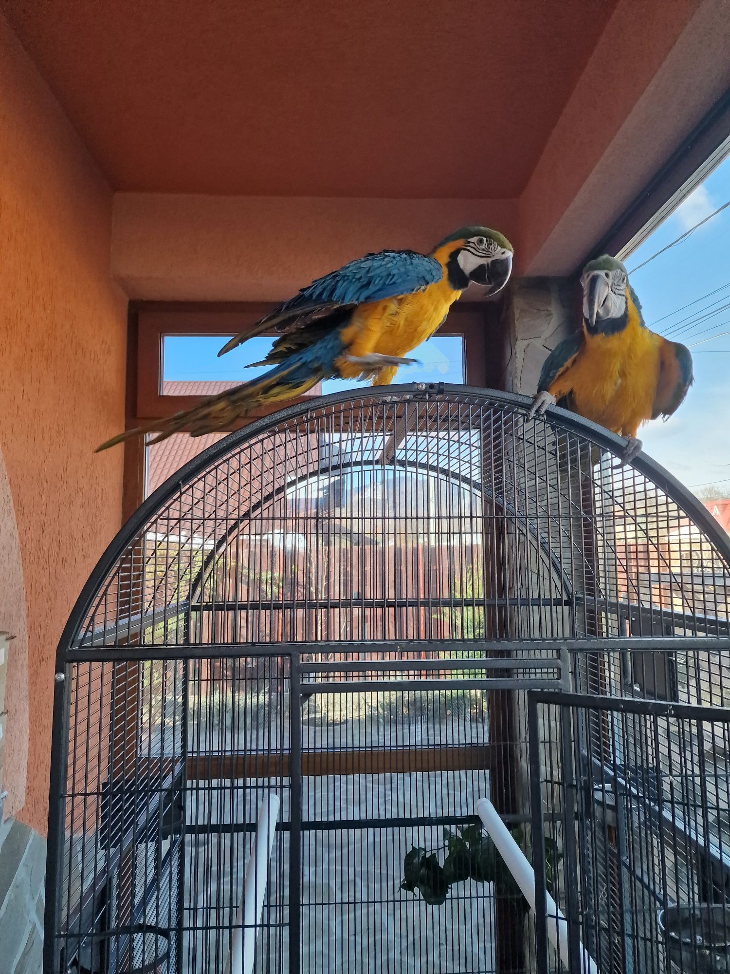 Papagali mari vorbitori pereche Ara Araruna