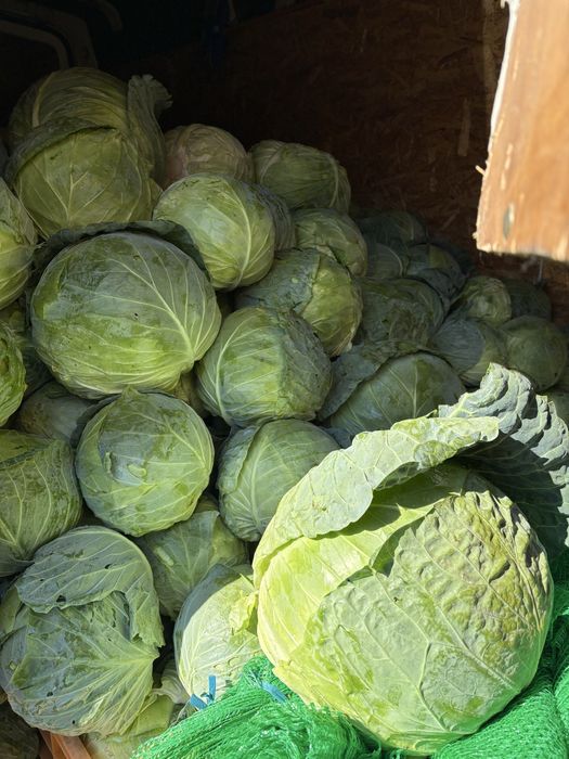 Varza sarmale+varza salata