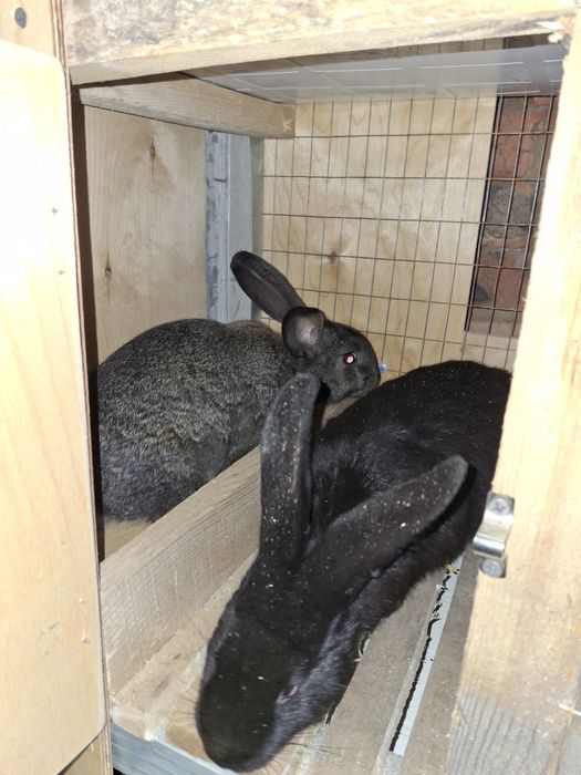Продам кроликов разных возрастов.