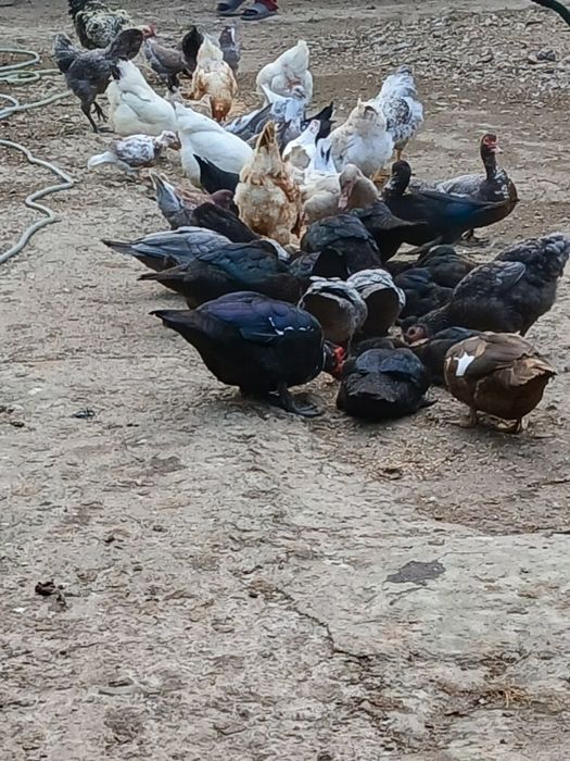 Rațe lesesti de vânzare