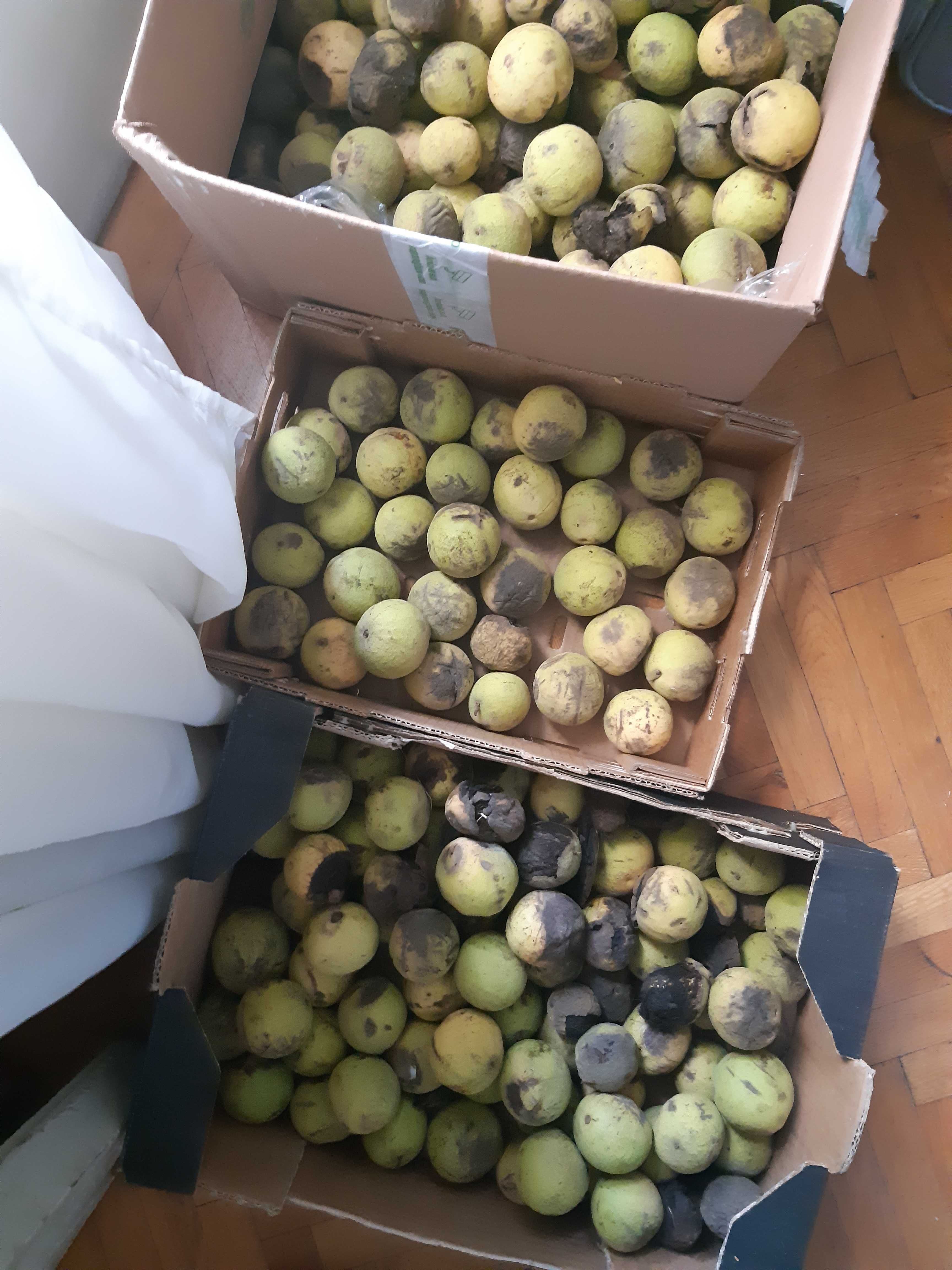 Vand nuci negre americane Juglans nigra recolta 2024 cu coaja verde