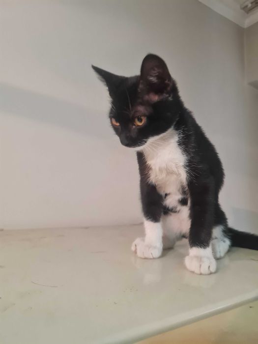 Котенок мальчик вакцинированный ищет семью