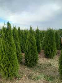 tuia-thuja/pini/brazi