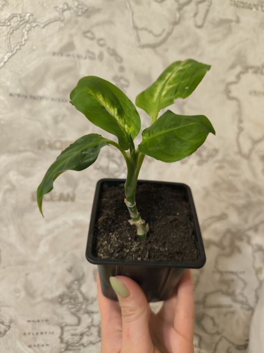 Продаю комнатные растения цветы диффенбахия