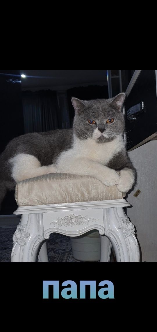 Скотиш страйт девочка