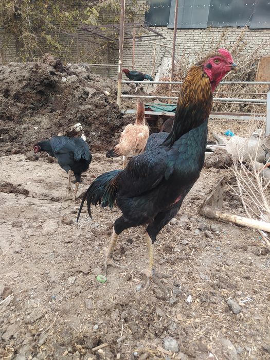 Dakang horoz sotladi