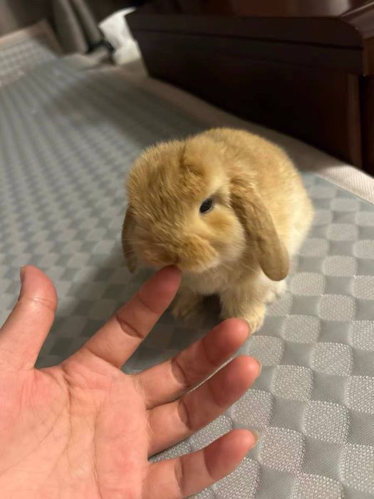 O'smaydigan quyonchalar