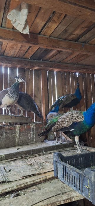 Fazani auriu pe rosu,struti nandu,pauni!