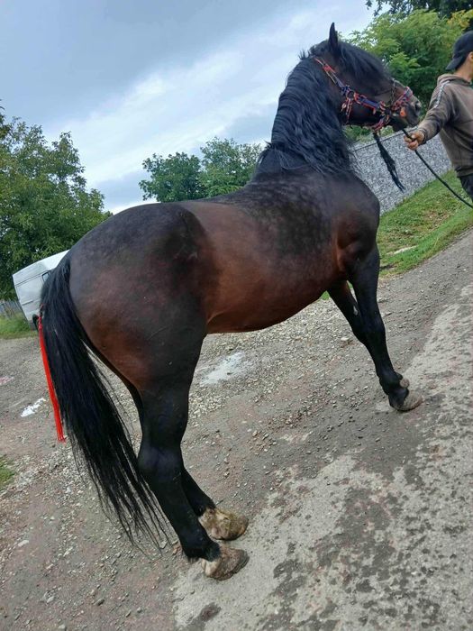 Vând iapa de 8 ani și harmasar de 9 ani