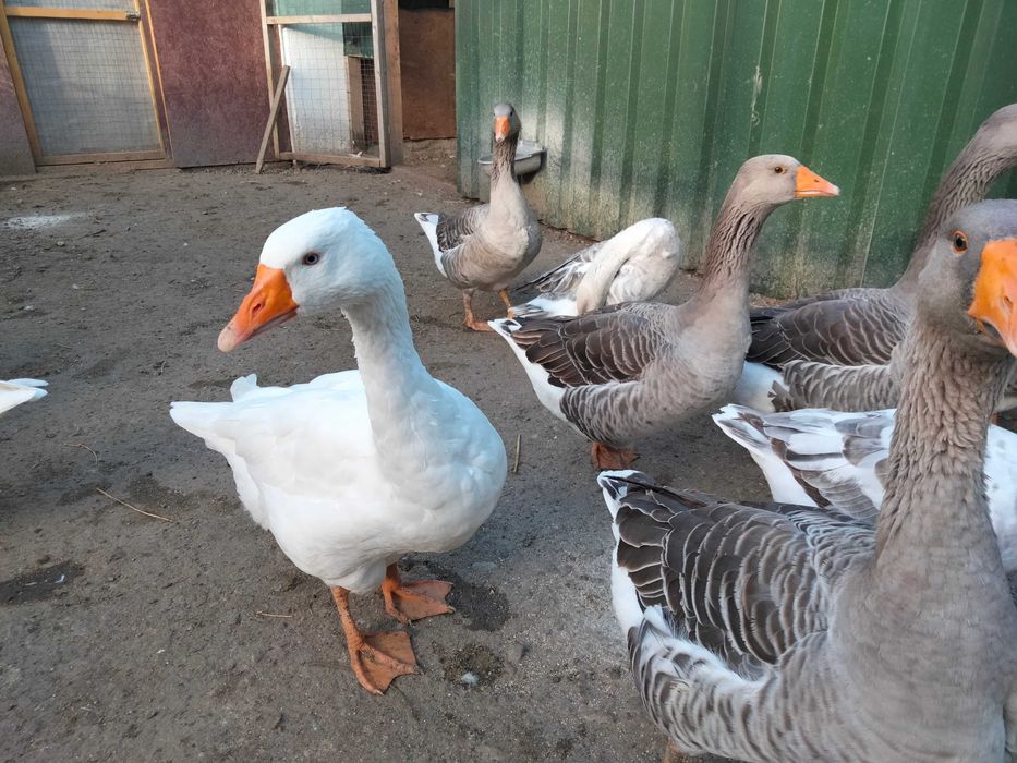 Vând perechi de gâște Toulouse