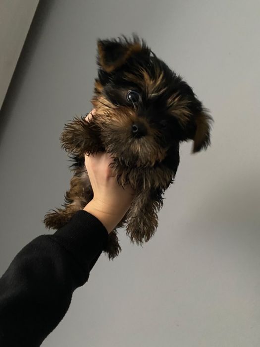 Yorkshire Terrier