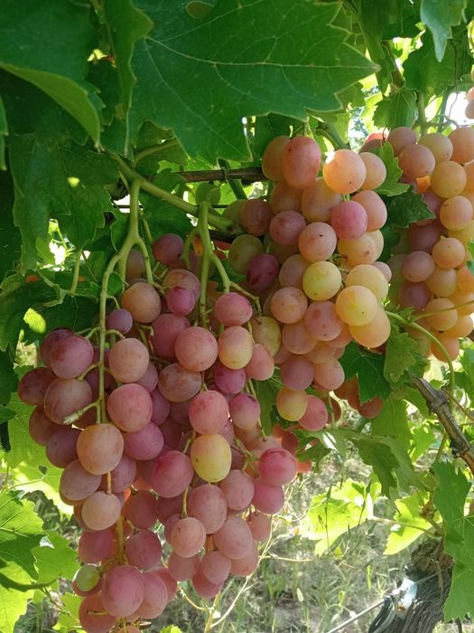 Butasi de vită de vie de anul 2 și de anul 3