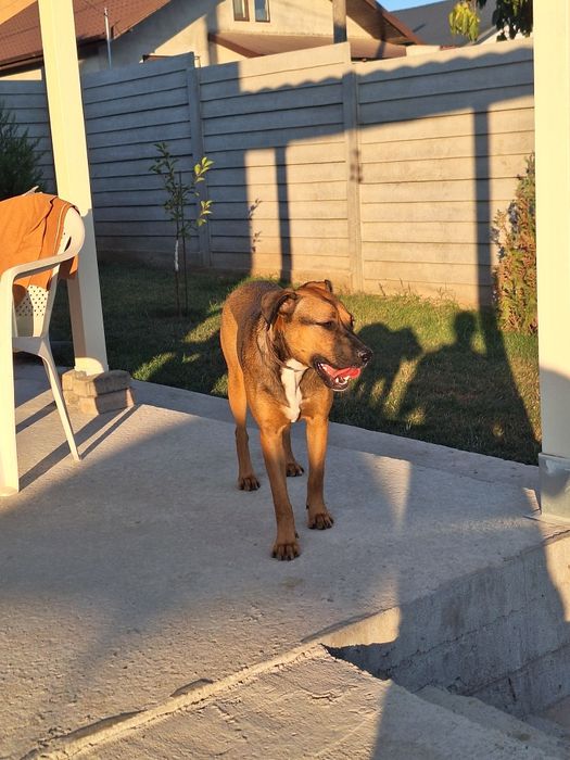 Donez caine - femela