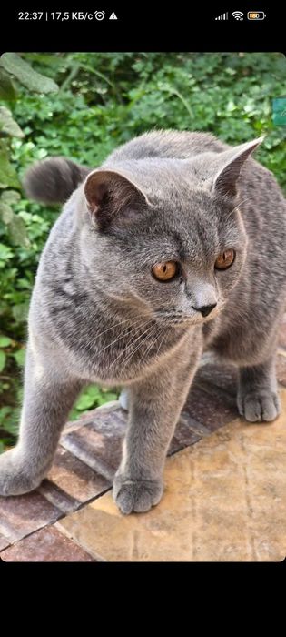 Scottish strayt qiz 1.5 yosh