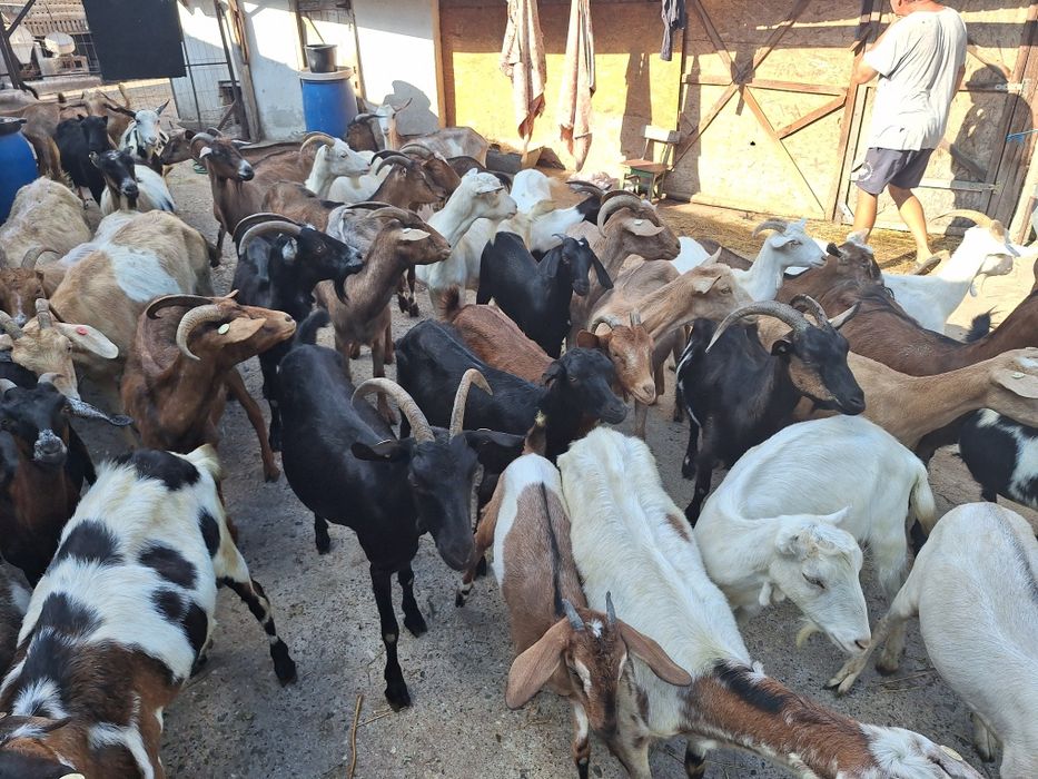 Vand 15capre gestante