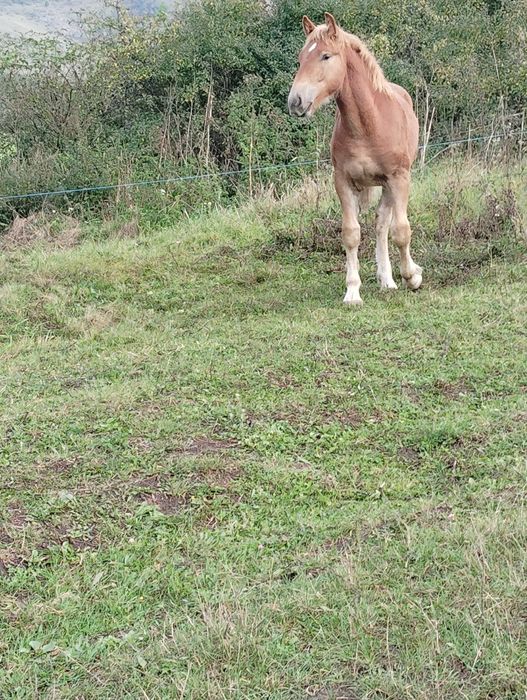 3 Mânzi contois de vânzare